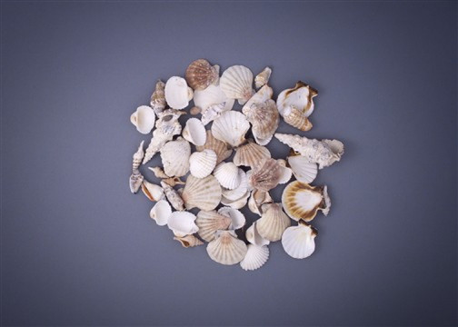 Seashells