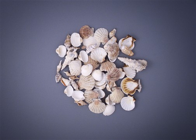 Seashells